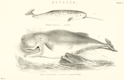 Cetacea by English School